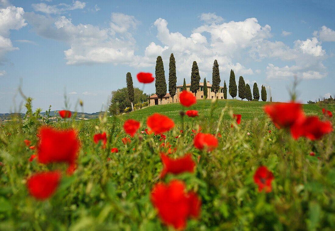 Landhaus mit Zypressen umgeben von Mohn, Val d'Orcia, UNESCO Weltkulturerbe, bei Pienza, Provinz Siena, Toskana, Italien, Europa