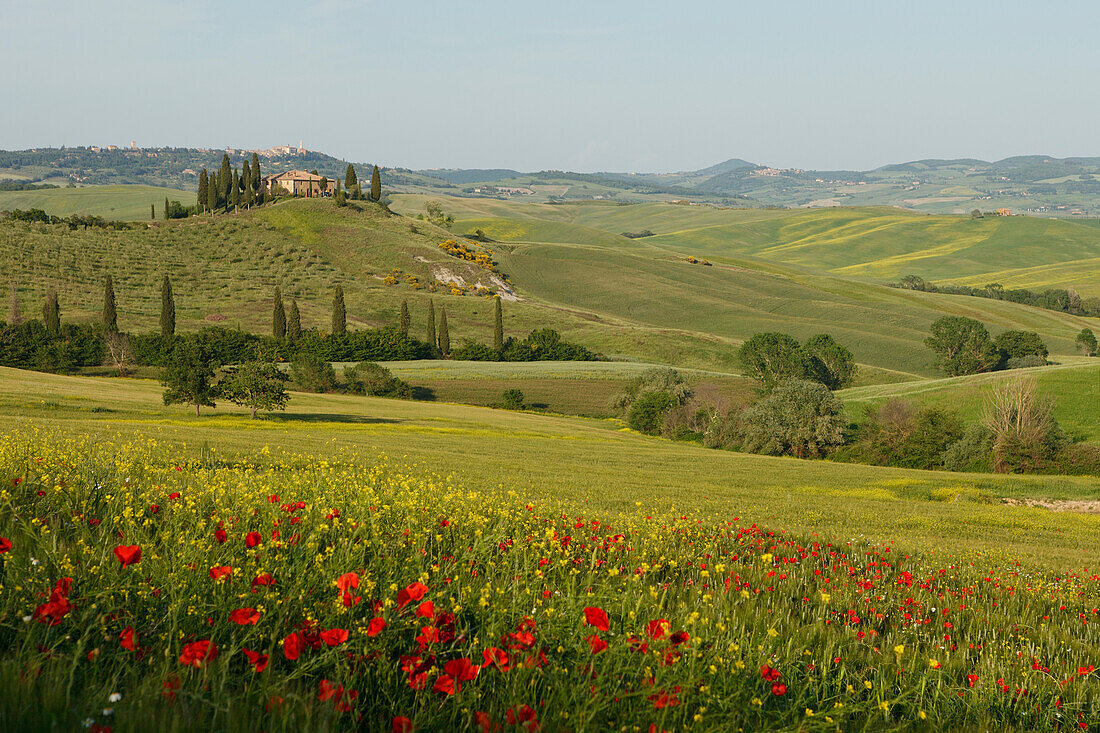 Typical tuscan landscape with hillls, country house, cypresses and poppies, near San Quirico d´Orcia, Val d'Orcia, Orcia valley, UNESCO World Heritage Site, province of Siena, Tuscany, Italy, Europe