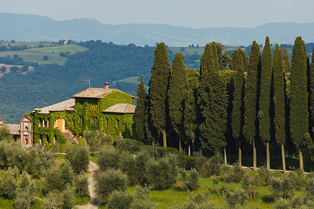 Landhaus mit Ölbäumen und Zypressen, bei Montalcino, Provinz Siena, Toskana, Italien, Europa