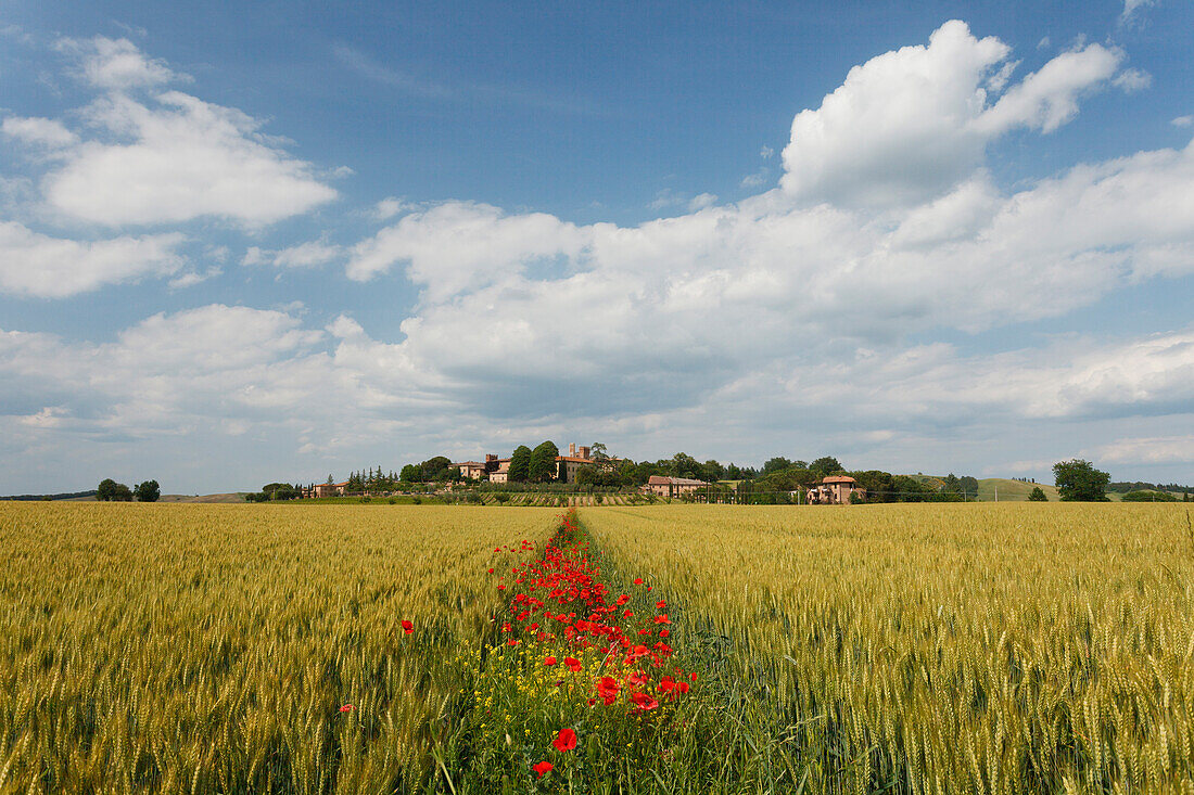 Cornfield with poppies near Lucignano d´Arbia, Orcia valley, Val d'Orcia, UNESCO World Heritage Site, province of Siena, Tuscany, Italy, Europe