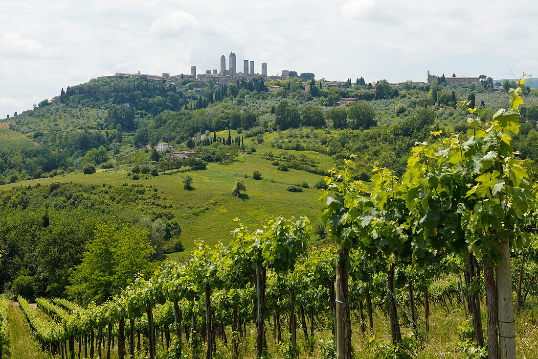 Vineyard and view of the town with towers, San Gimignano, hill town, UNESCO World Heritage Site, province of Siena, Tuscany, Italy, Europe