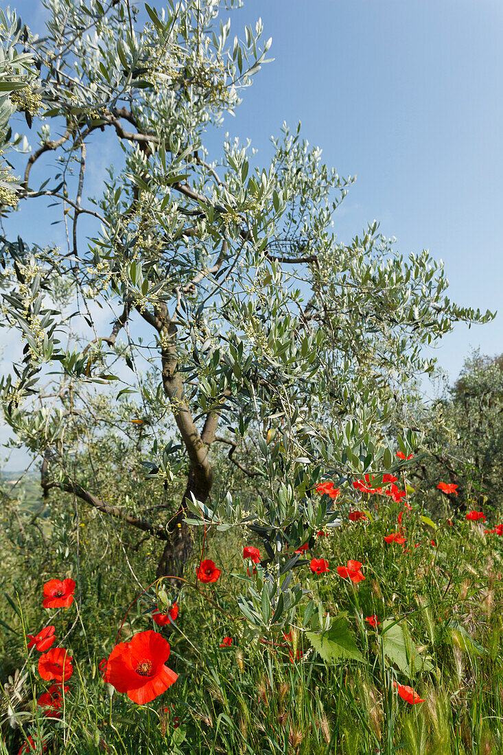 Olivenbaum mit Mohnblüten, Mohn bei San Gimignano, Provinz Siena, Toskana, Italien, Europa