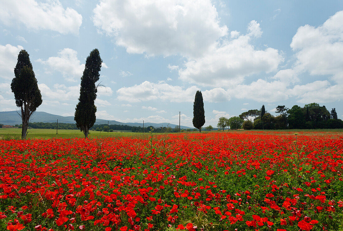 Zypressen und rote Mohnfelder, Mohn, Colle di Val d Elsa, Provinz Siena, Toskana, Italien, Europa