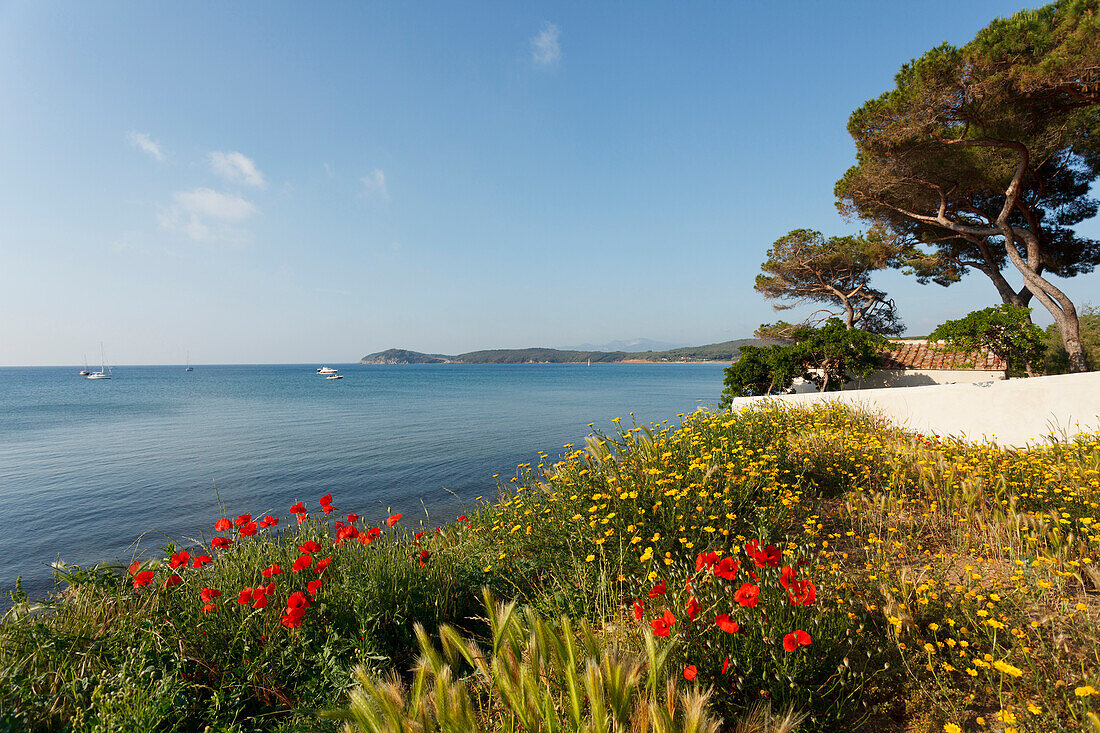 Coastal landscape with poppies, Golfo di Baratti, near Populonia, Mediterranean Sea, province of Livorno, Tuscany, Italy, Europe