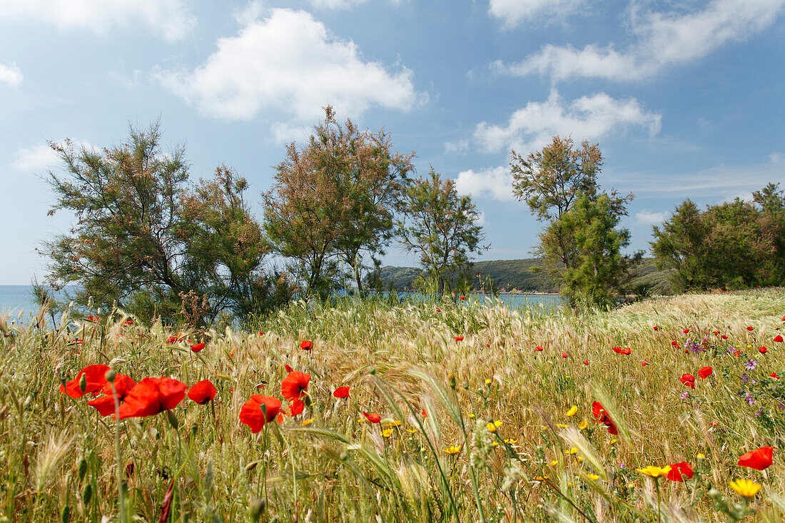 Coastal landscape with poppies, Golfo di Baratti, near Populonia, Mediterranean Sea, province of Livorno, Tuscany, Italy, Europe