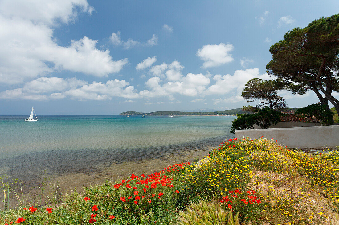 Küstenlandschaft mit Segelboot, Mohnblüte, Mohnblumen, Mohn, Golfo di Baratti, bei Populonia, Mittelmeer, Provinz Livorno, Toskana, Italien, Europa