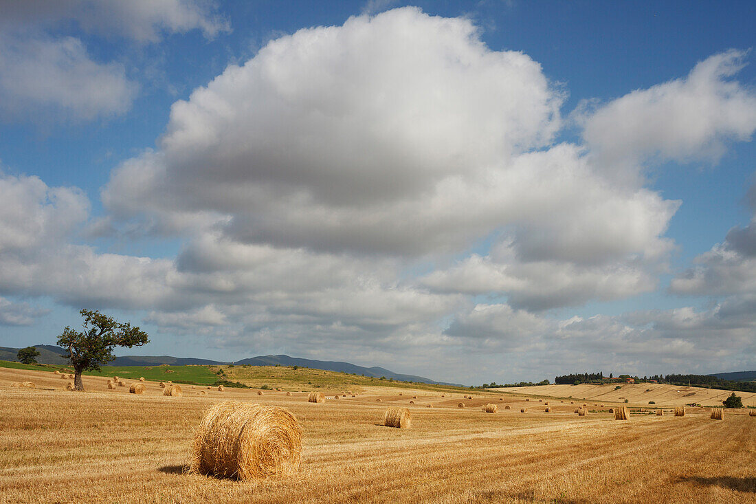 Heuballen auf einem Feld bei Fonteblanda, bei Magliano in Toskana, Provinz Grosseto, Toskana, Italien, Europa
