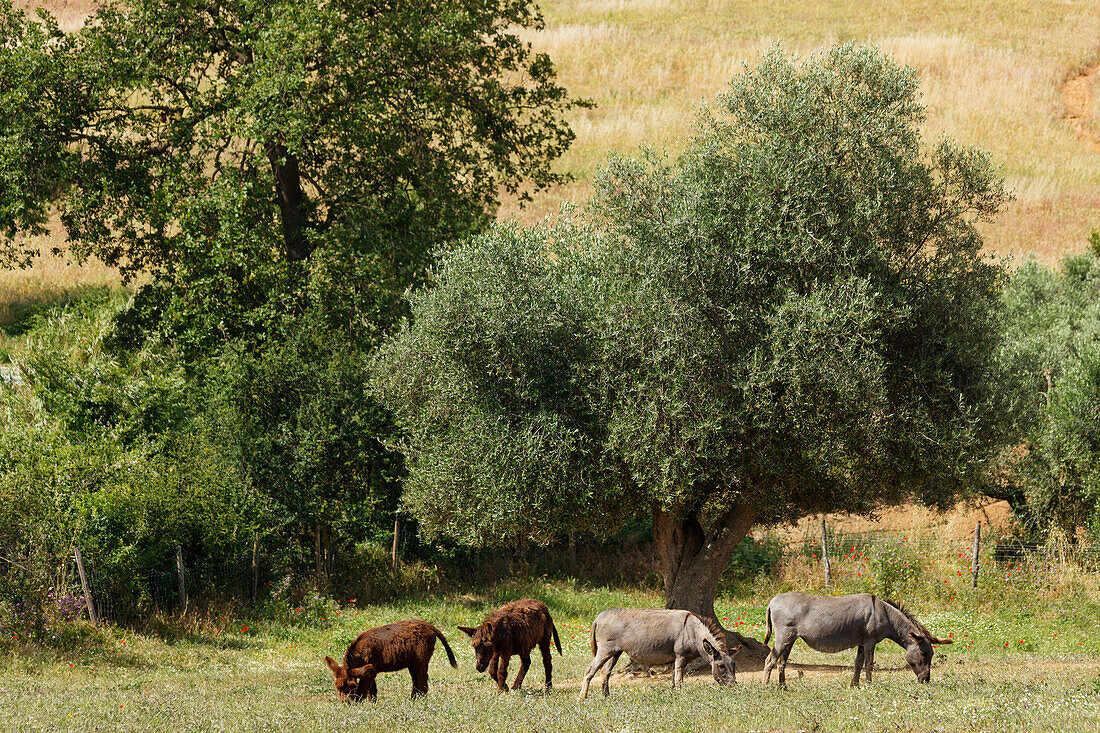Esel auf einem Feld, Olivenbaum, bei Malpaso, bei Magliano in Toskana, Provinz Grosseto, Toskana, Italien, Europa