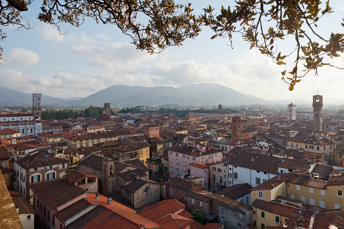 View from Torre Guinigi, tower towards Duomo di San Martino, cathedral and the historic centre of  Lucca, UNESCO World Heritage Site, Lucca, Tuscany, Italy, Europe