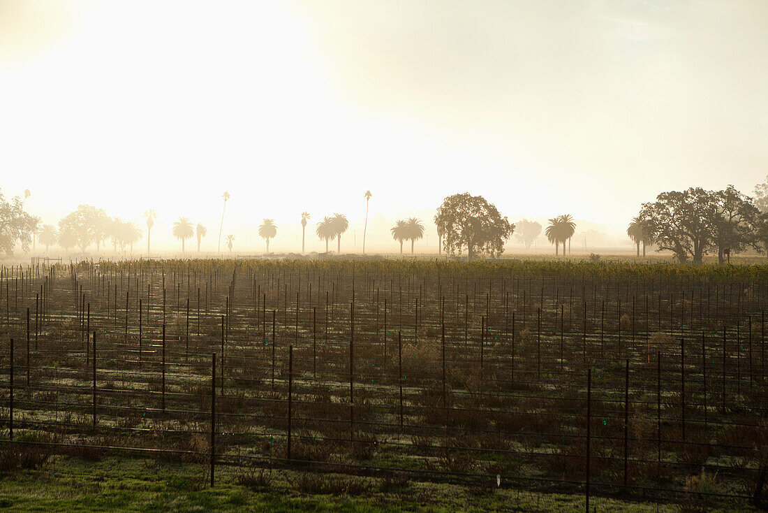 USA, California, Sonoma, Gundlach Bundschu Winery, morning light illuminates the 150 year old vineyard