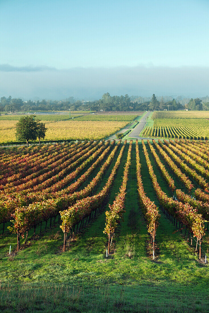 USA, California, Sonoma, Gundlach Bundschu Winery, morning light illuminates the 150 year old vineyard