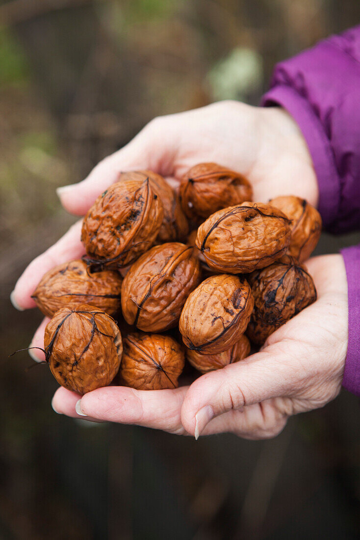 USA, California, Sonoma, a woman holds black walnuts that have fallen off of a tree at Les Petit Maisons guest cottages and Market