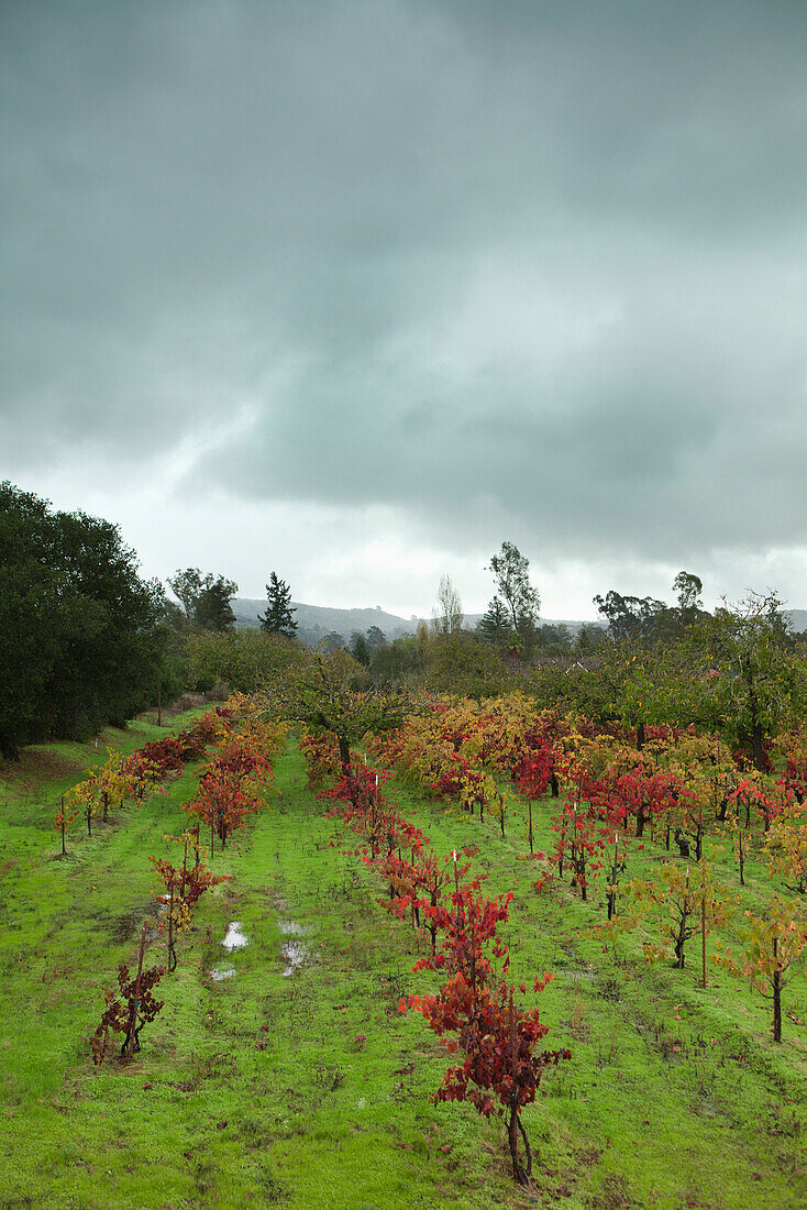 USA, California, Sonoma, a vineyard beautifully covered in fall colors near the Ravenswood winery