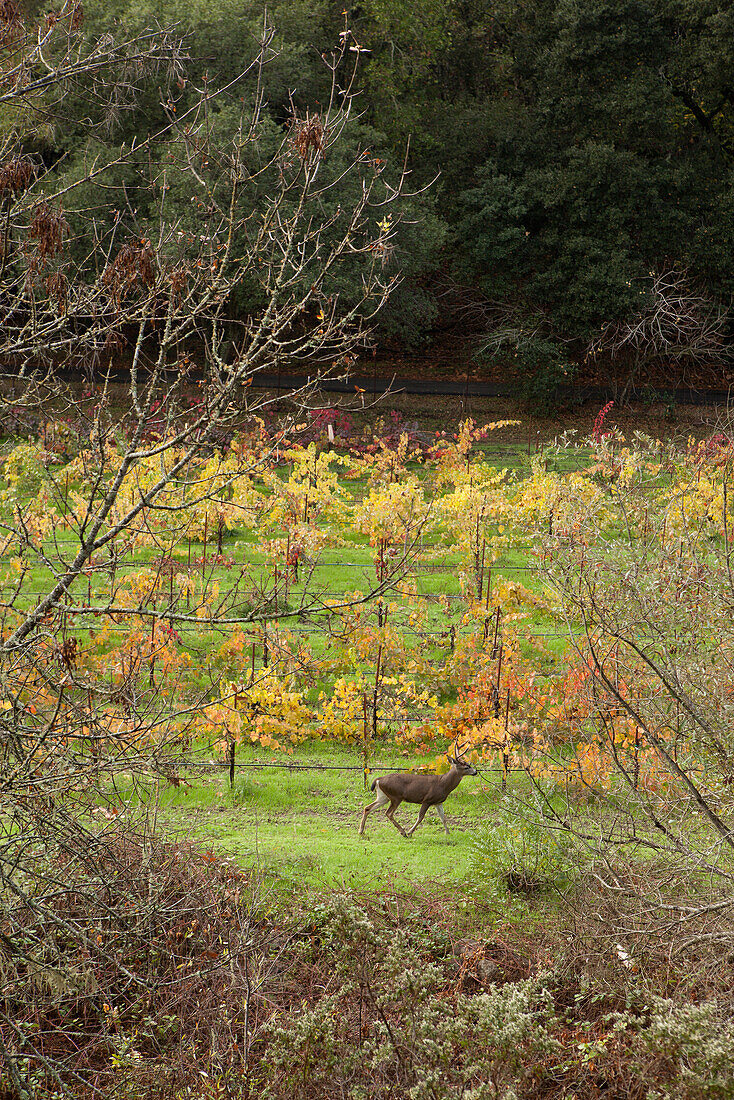 USA, California, Sonoma, a deer runs through the vineyard at Ravenswood winery