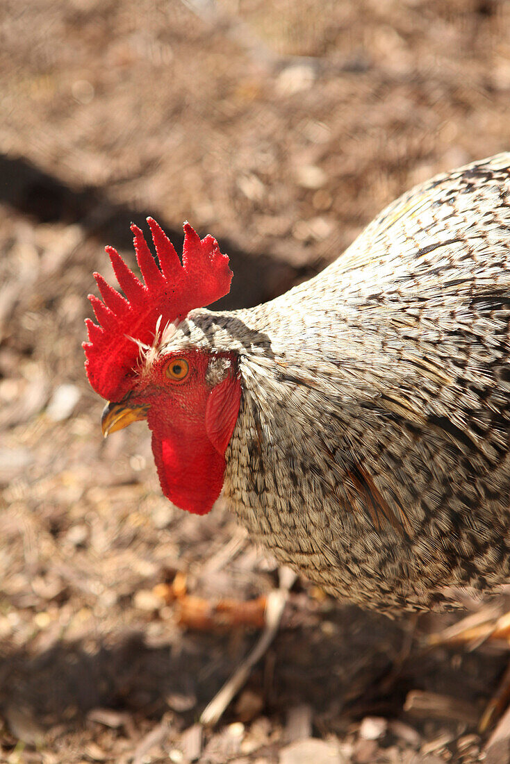 USA, California, Malibu, a rooster crowing at the ranch of Mildred Millie Decker, Decker Canyon