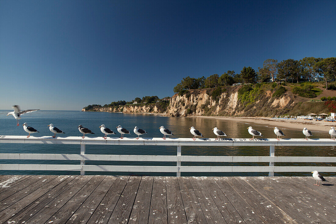 USA, California, Malibu, seagulls sit on a railing on the pier at Paradise Cove