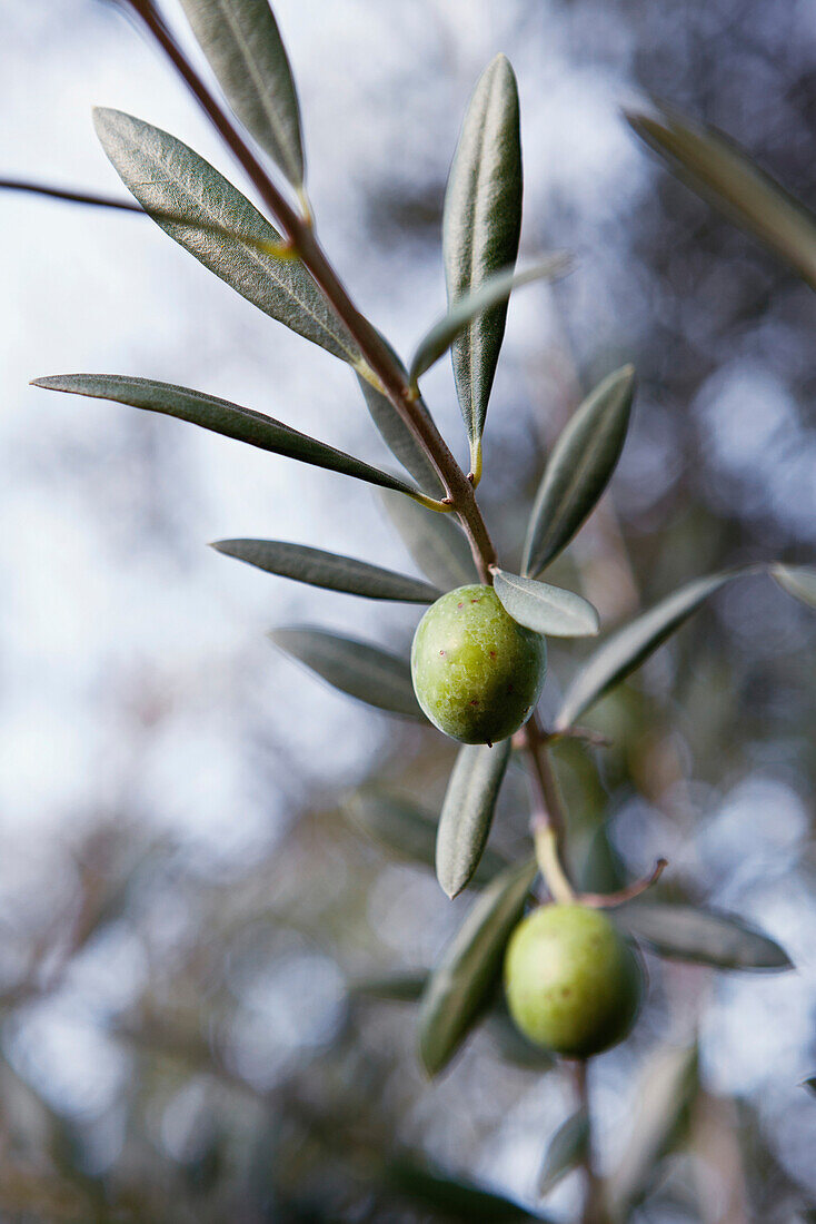 USA, California, Malibu, olives on a tree in the Malibu Hills at Saddleback Ranch