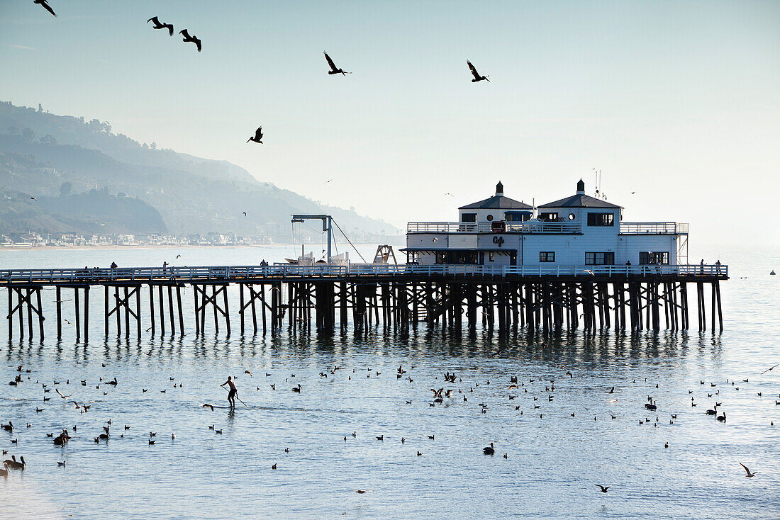 USA, California, Malibu, a man paddleboards through pelicans and seagulls in front of the Malibu Pier at Surfrider Beach