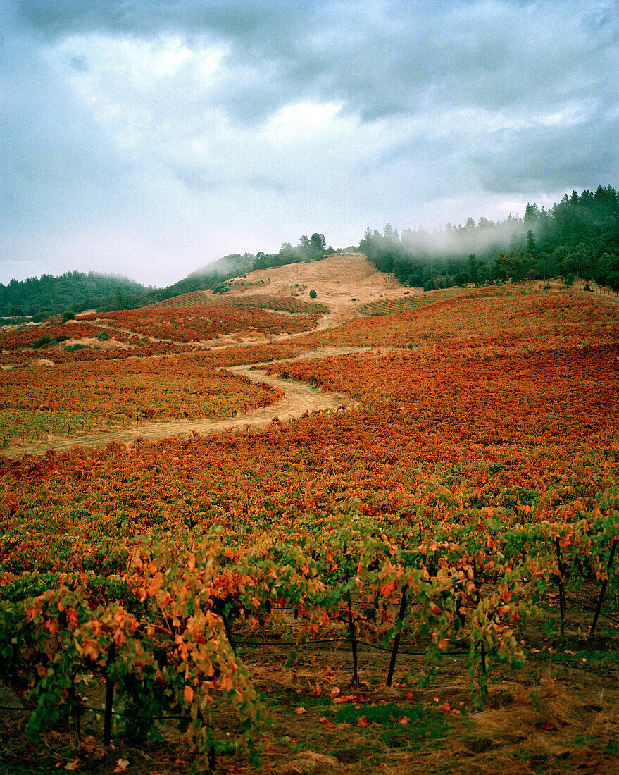 USA, California, Gold country landscape at the Sabon Estate Winery, Fall colors at the tail end of the Autumn harvest, Plymouth