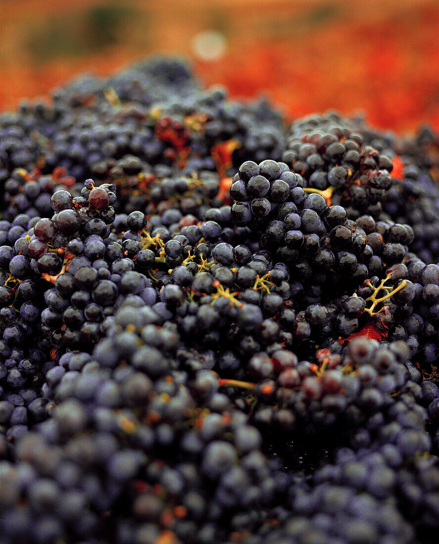 USA, California, Freshly picked grapes are ready to be crushed at the Sabon Estate Winery, Gold Country