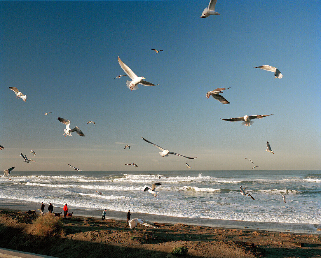 USA, California, San Francisco, seagulls fly near a seawall at Ocean Beach, The Pacific Ocean