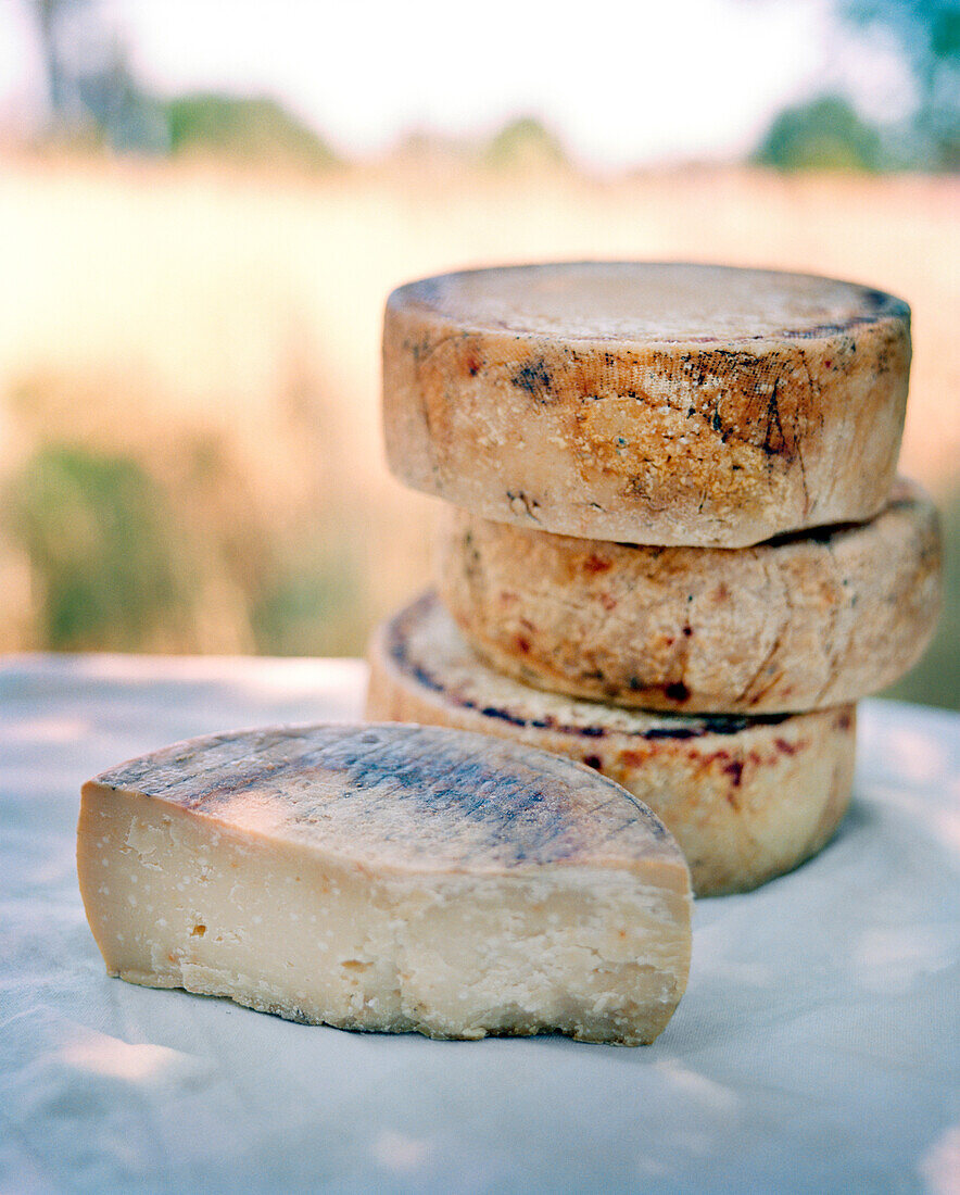 USA, California, Petaluma, a stack of Impromptu Goat’s milk cheese at Volpi Ranch, Andante Dairy