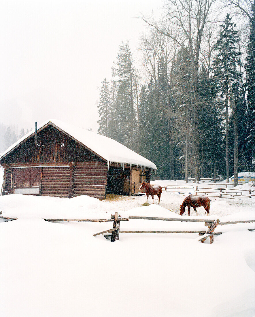 CANADA, horses standing in snow by a barn, Fernie
