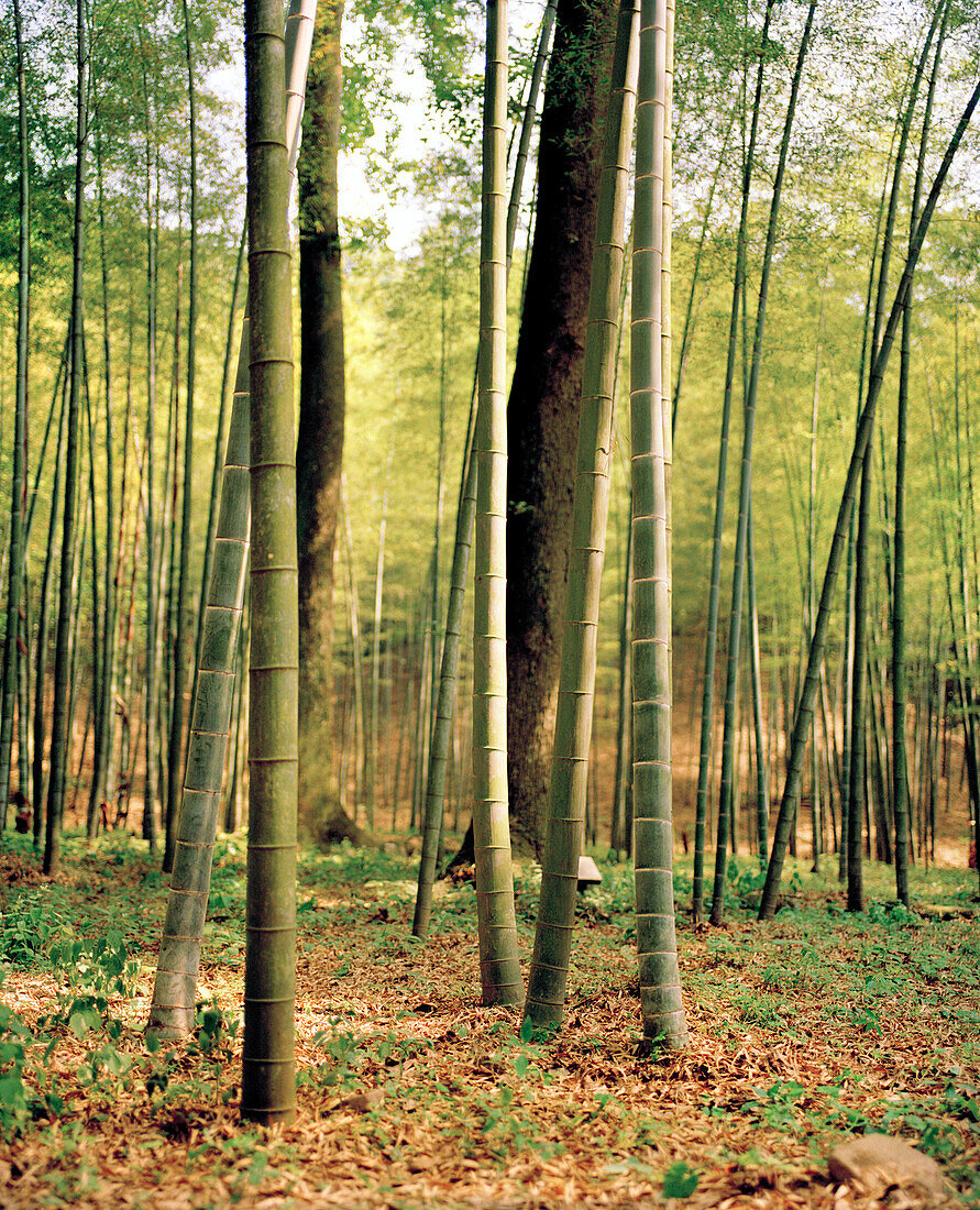 CHINA, Hangzhou, bamboo trees in forest, Meijai Wu