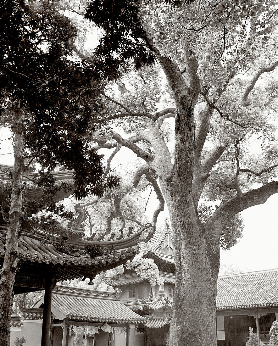 CHINA, tree trunk with ancient Fayu Temple in the background, Putuoshan (B&W)