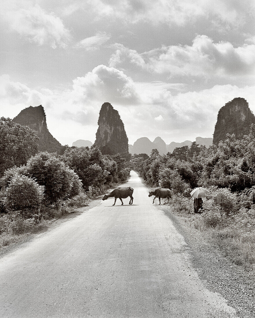 CHINA, Guilin, water buffaloes crossing road in rural Guilin (B&W)