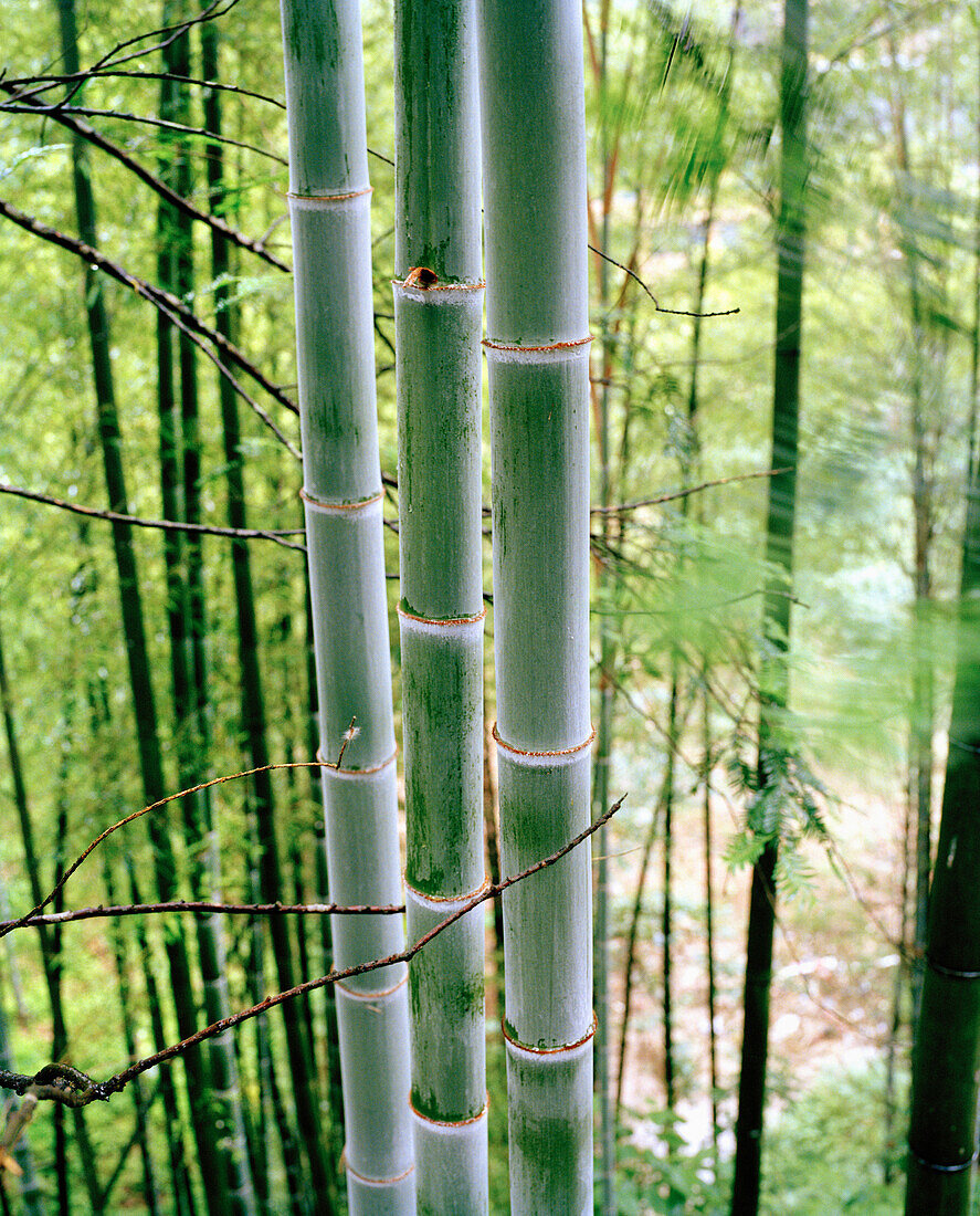 CHINA, bamboo trees in forest, Dragon Backbone Rice Terraces