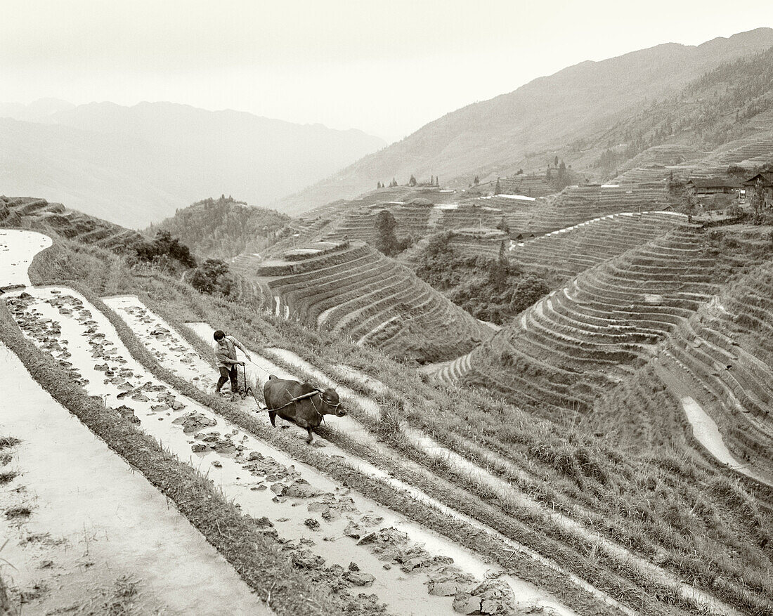 CHINA, Longsheng, famer and water buffalo ploughing field, Dragon Backbone Rice Terraces (B&W)