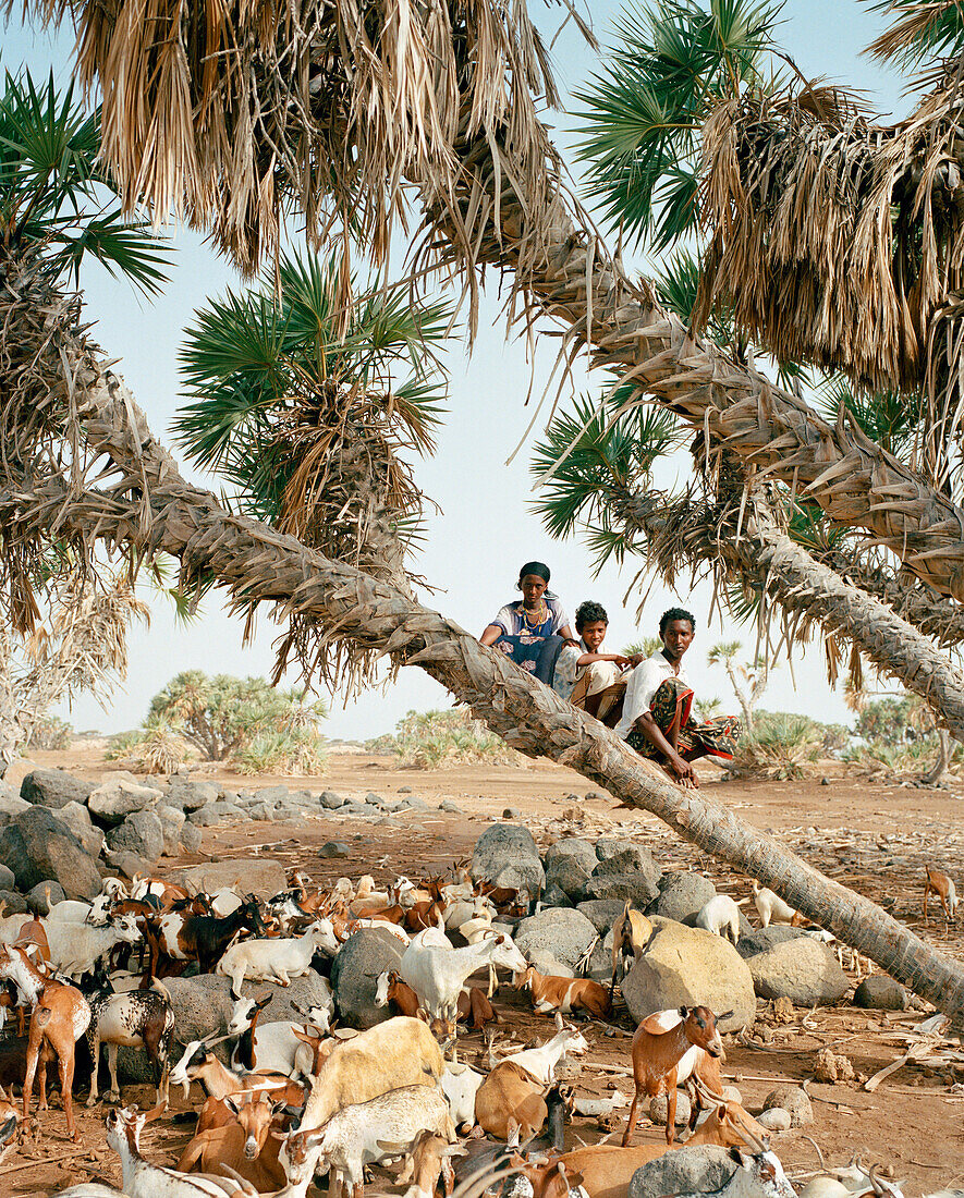 ERITREA, Beilul, Afar kids tend to their livestock in Dad Village