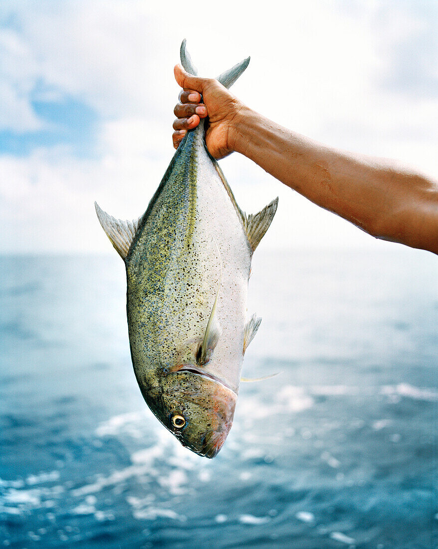 FIJI, human hand holding a Travali fish, Northern Lau Islands