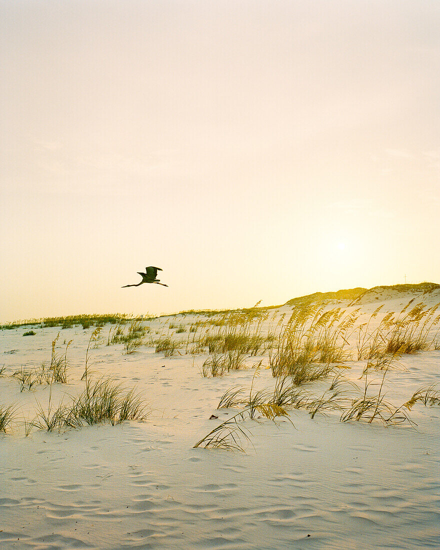 USA, Florida, Great Egret flying over desert at dusk, Destin
