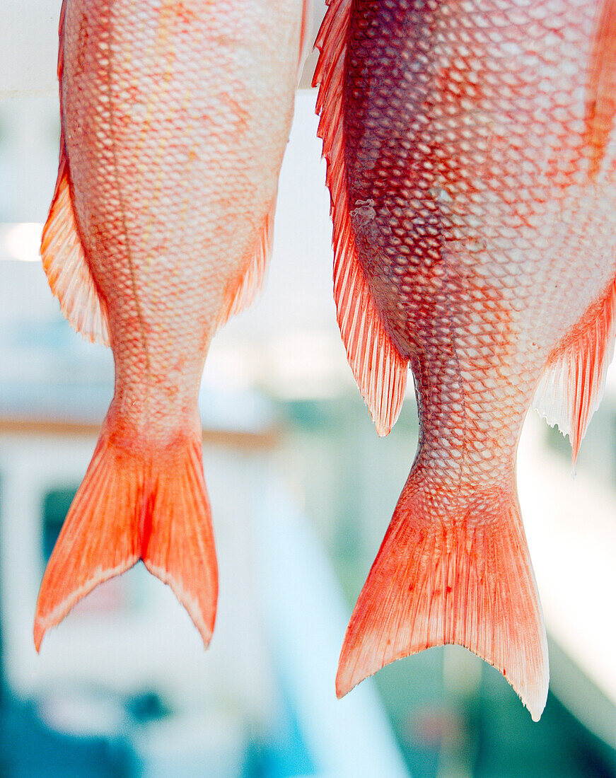 USA, Florida, red snapper, close-up, Islamorada