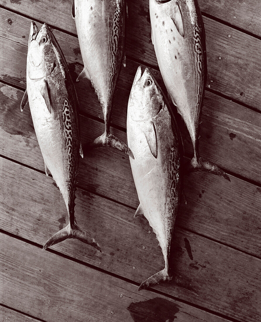 USA, Florida, Bonita fish lying on dock, close-up, New Smyrna Beach (B&W)