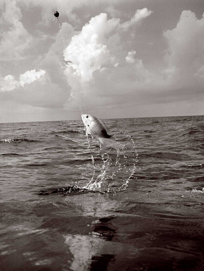 USA, Florida, caught fish leaping out of ocean, Islamorada (B&W)