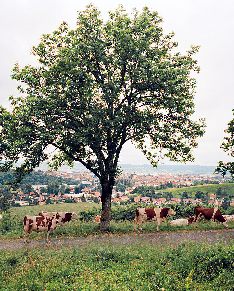 FRANCE, Pontarlier, cows in pasture on a hillside about the town of Pontarlier, Jura Wine Region