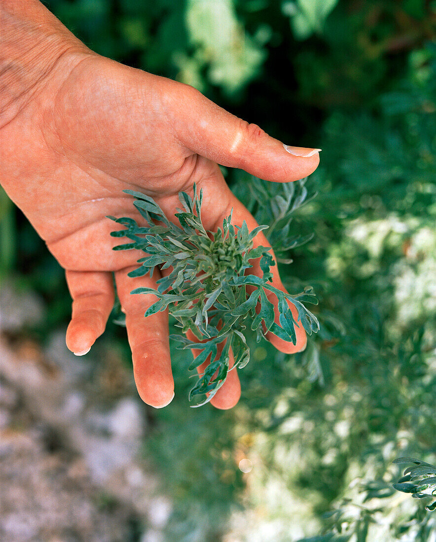 FRANCE, Fleurier, a hand holds a plant called worm wood which is used to make Absinthe
