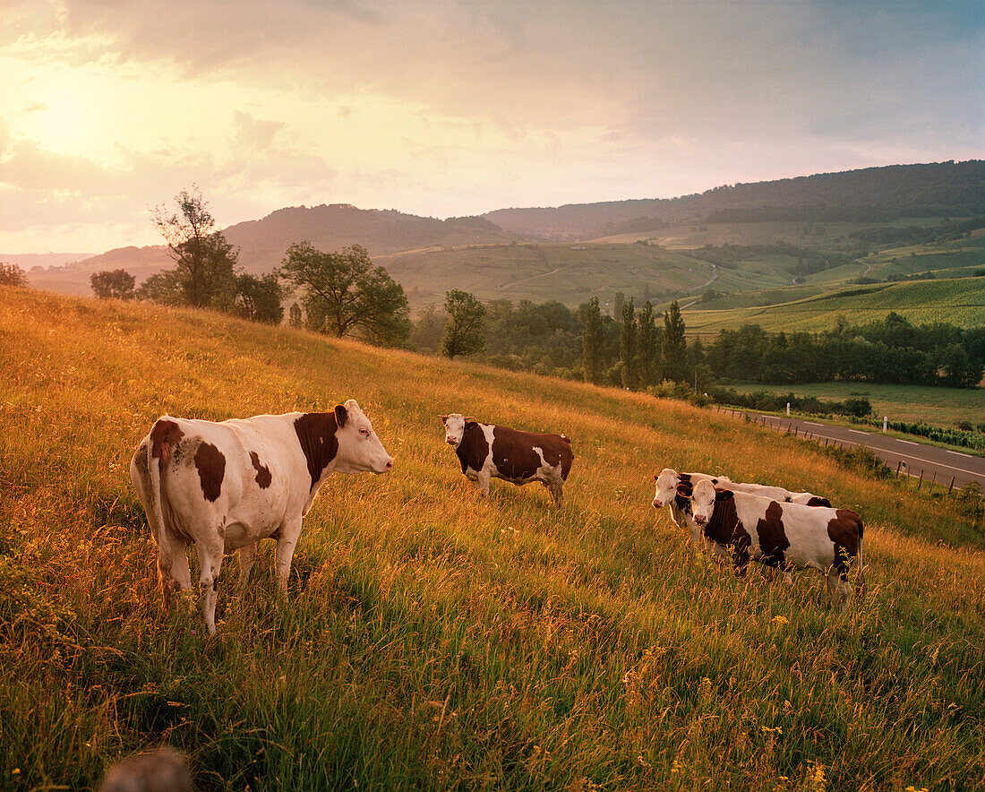 FRANCE, Arbois, cows in the countryside at sunrise, Jura Wine Region