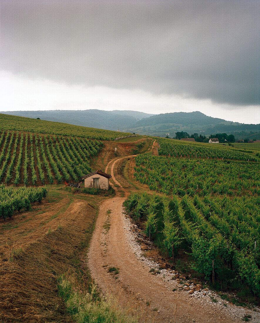 FRANCE, Arbois, country side vineyards in Arbois, Vin Jaune Grapes, Jura Wine Region