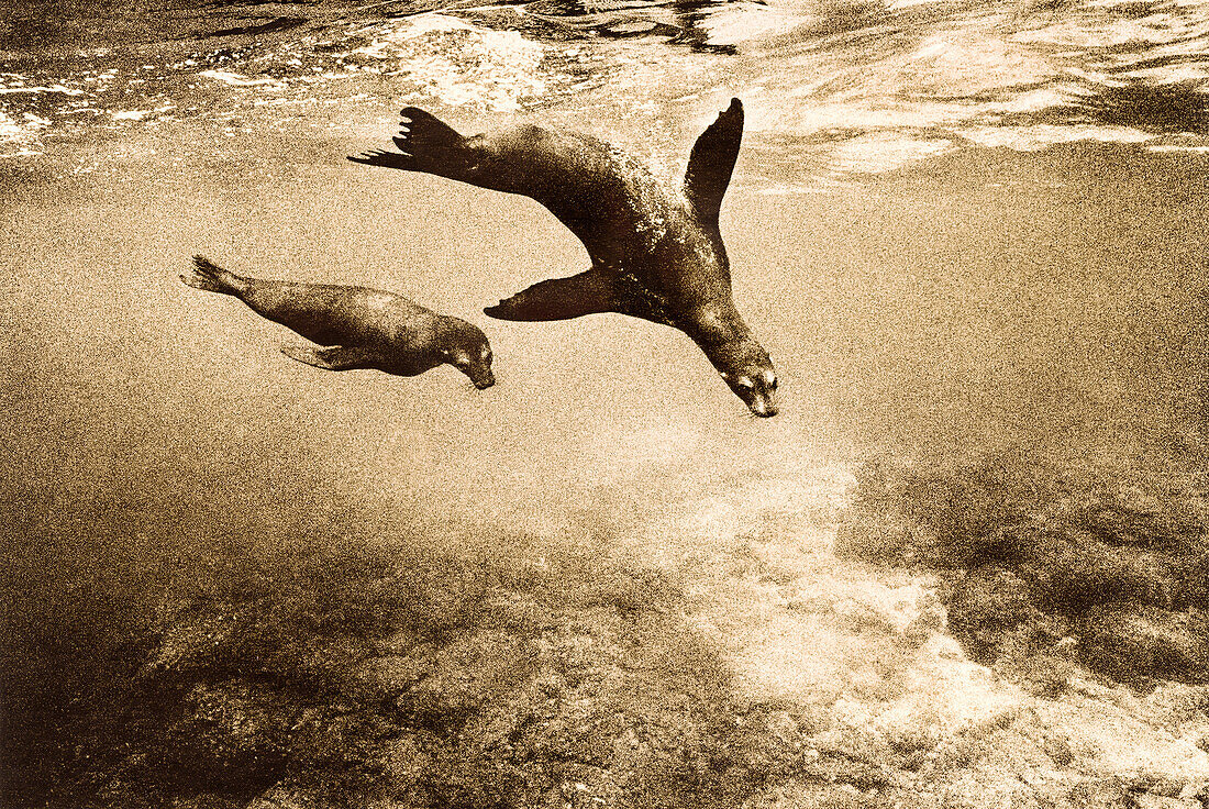 ECUADOR, Galapagos Islands, mother and baby sea lions swimming, Fernandina Island (B&W)