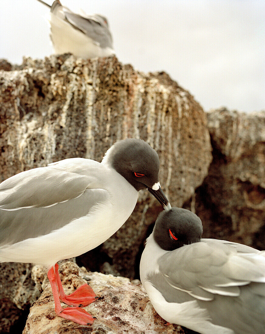 ECUADOR, Galapagos Islands, swallow-tailed gulls on rocks, Espanola Island