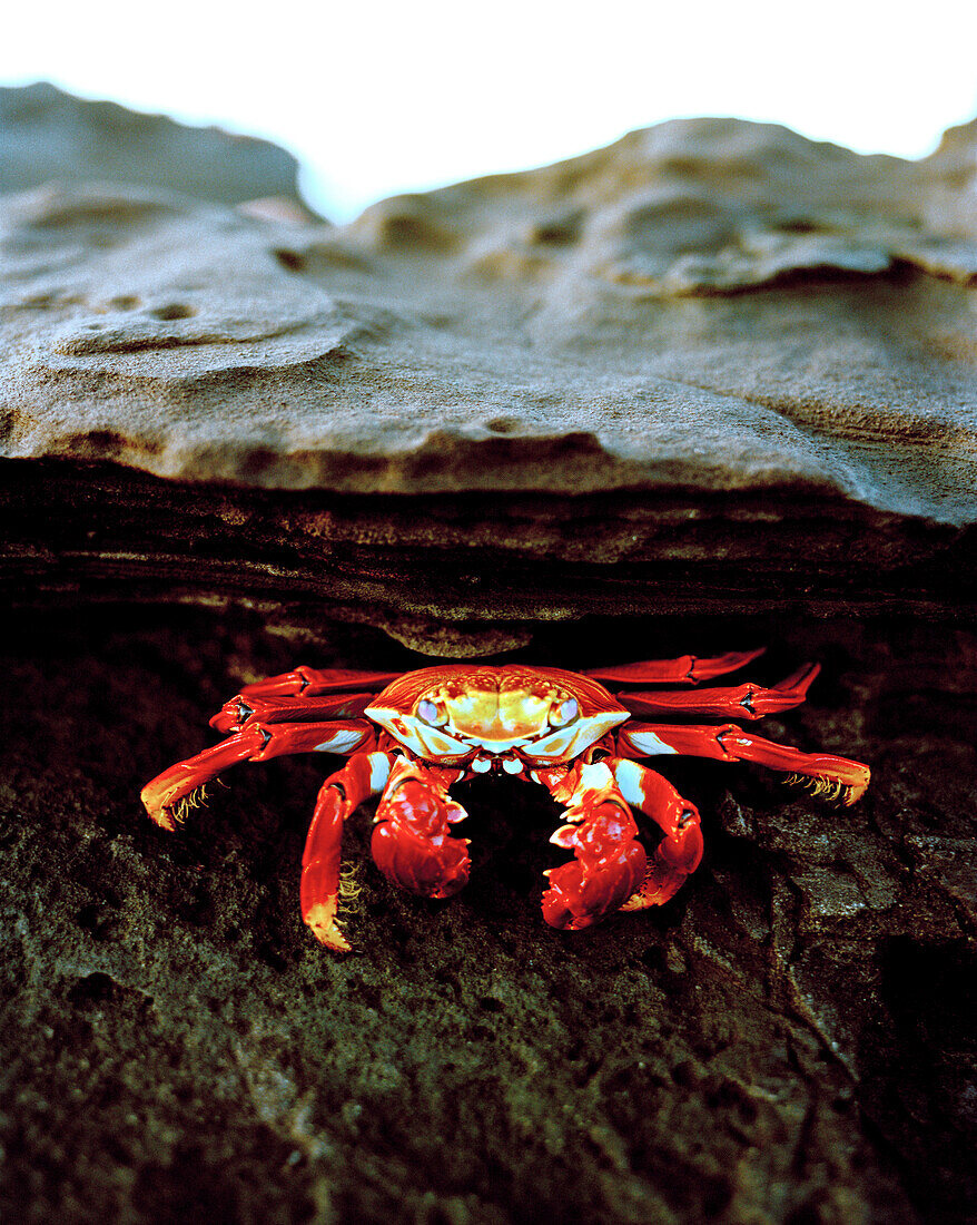 ECUADOR, Galapagos Islands, Sally Lightfoot Crab under a rock, Santiago Island