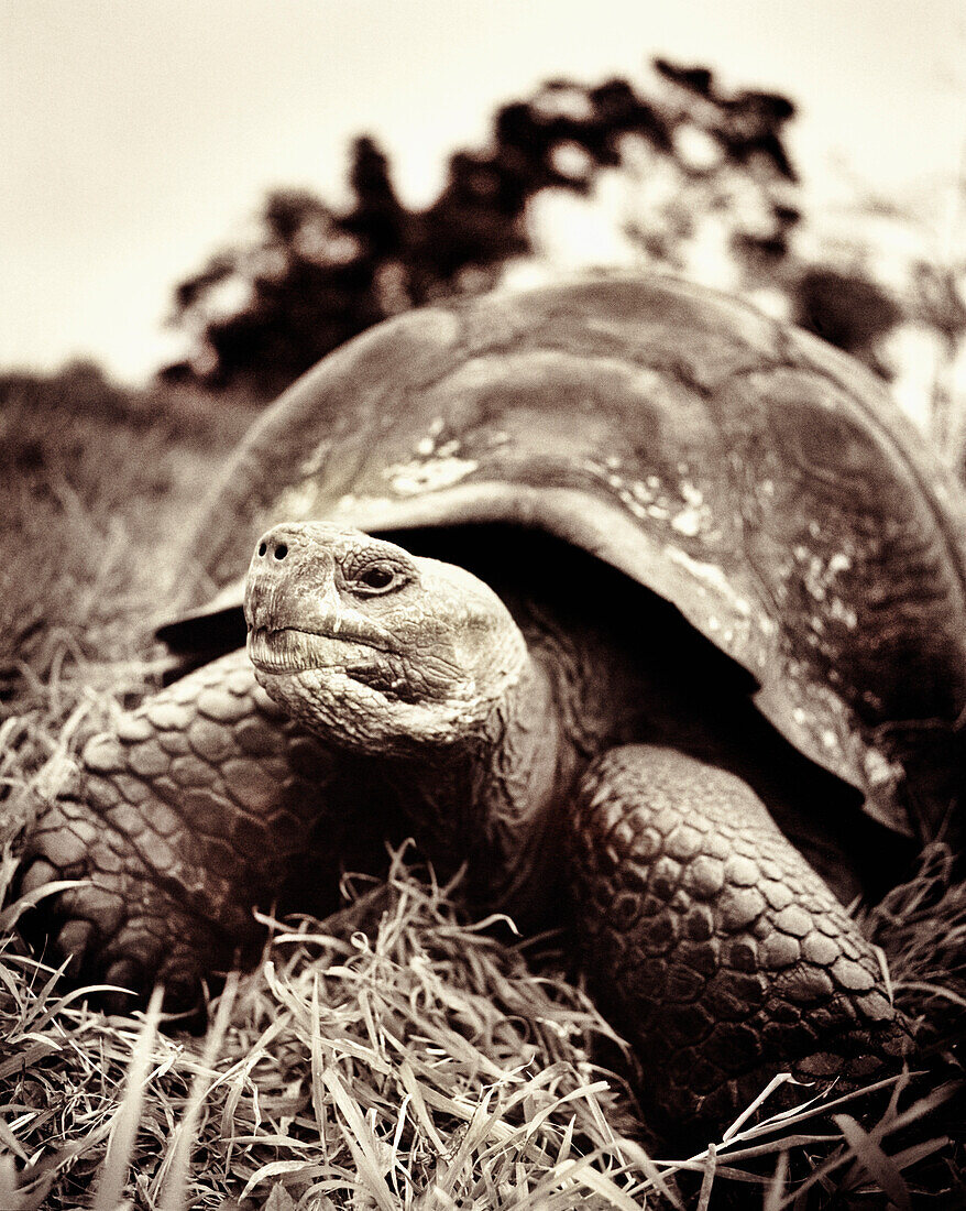 ECUADOR, Galapagos Islands, giant tortoise in the highlands, Santa Cruz