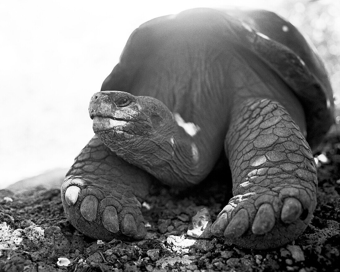 ECUADOR, Galapagos Islands, Giant Tortoise on Santa Cruz Island (B&W)