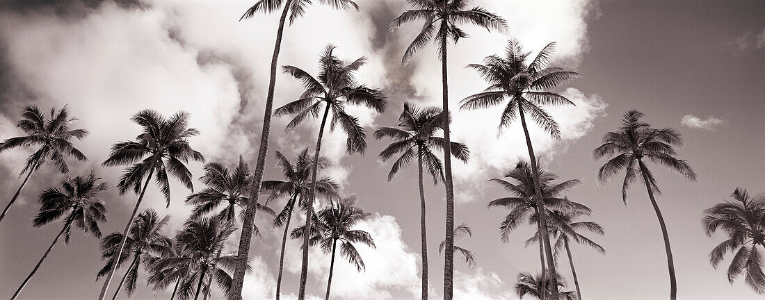 USA, Hawaii, scenic view of palm trees, Oahu (B&W)