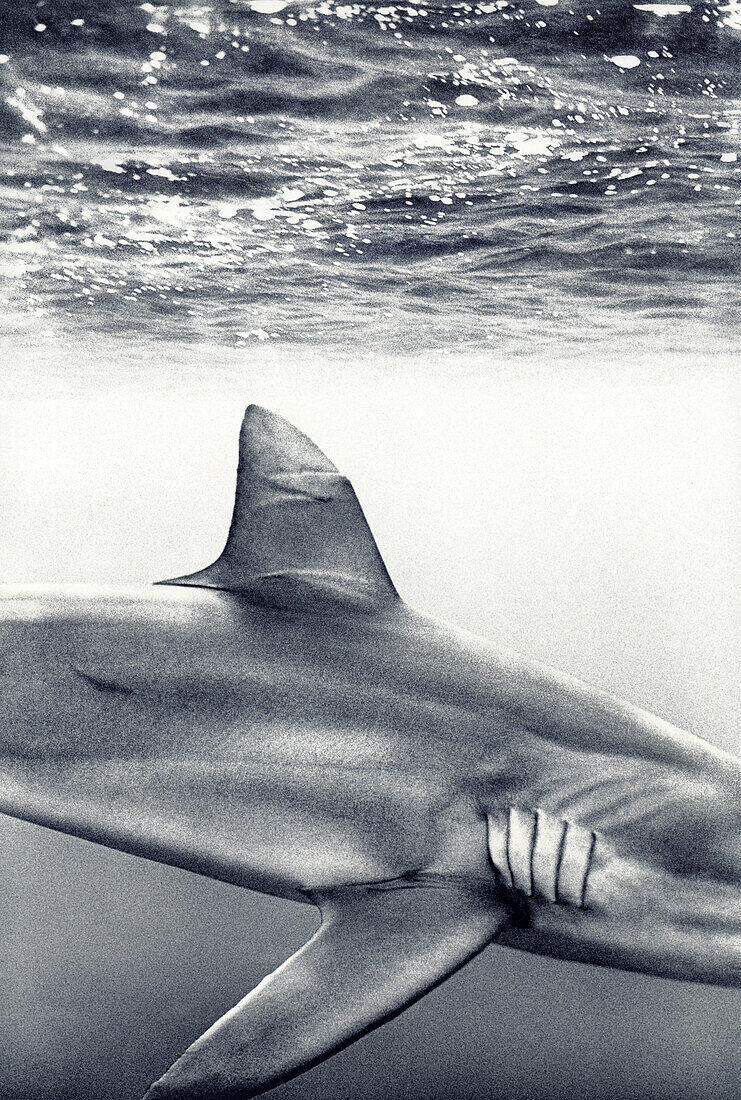 USA, Hawaii, Haliewa, closeup of Galapagos Shark, Oahu