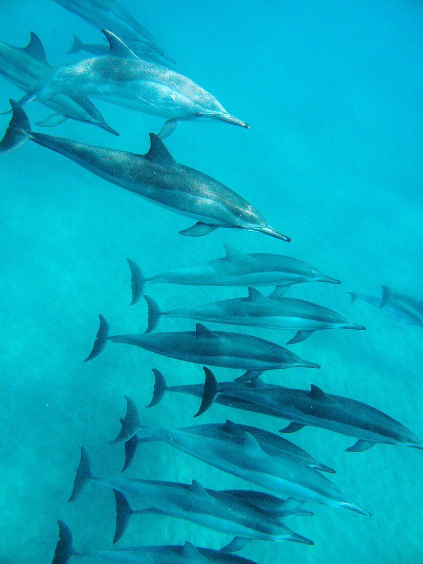 USA, Hawaii, Lana'i, a pod of spinner dolphin swimming at Manele Bay